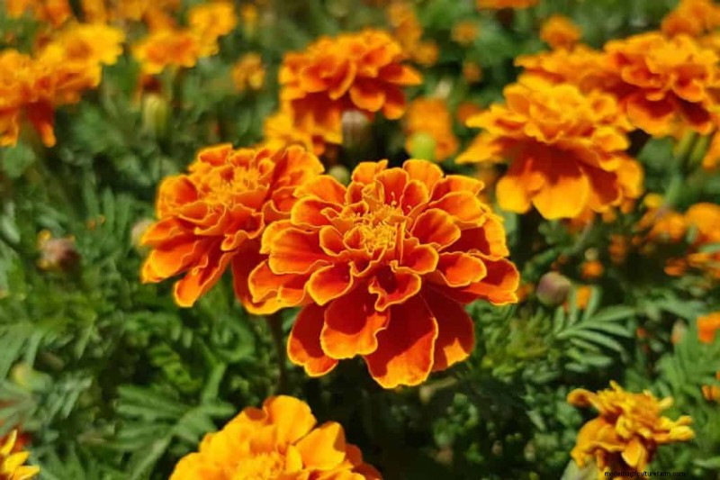 12 Orange Flowers That Will Transform Your Garden