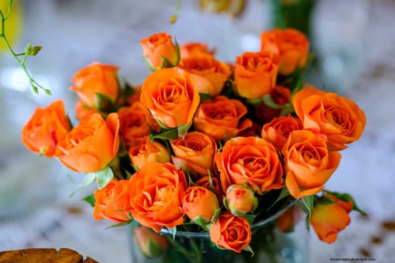 12 Orange Flowers That Will Transform Your Garden