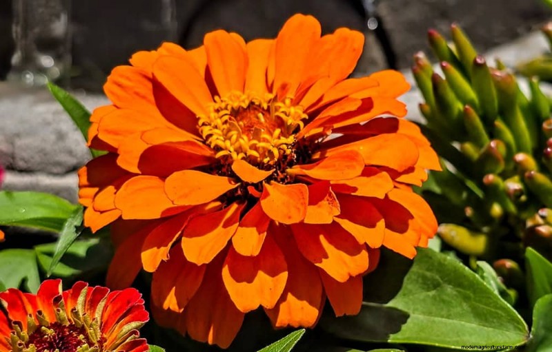 12 Orange Flowers That Will Transform Your Garden
