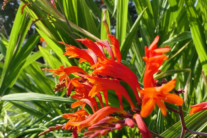 12 Orange Flowers That Will Transform Your Garden