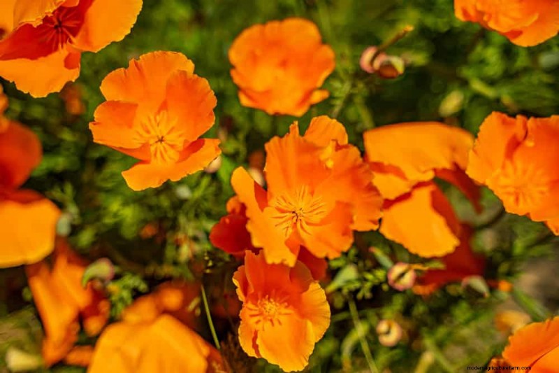 12 Orange Flowers That Will Transform Your Garden