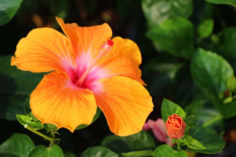12 Orange Flowers That Will Transform Your Garden