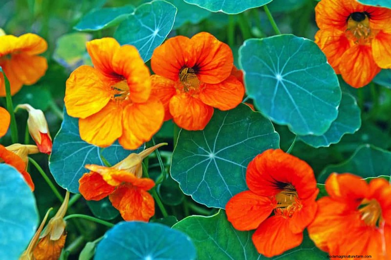 12 Orange Flowers That Will Transform Your Garden