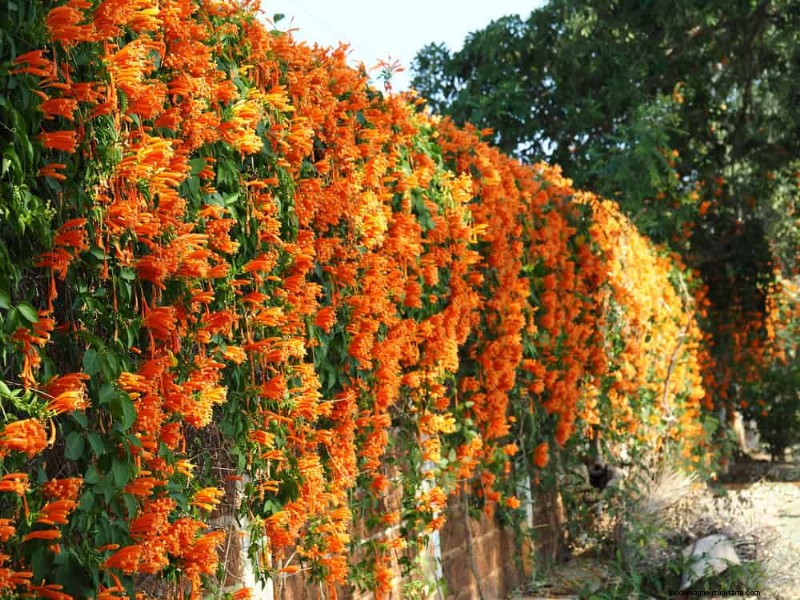 12 Orange Flowers That Will Transform Your Garden