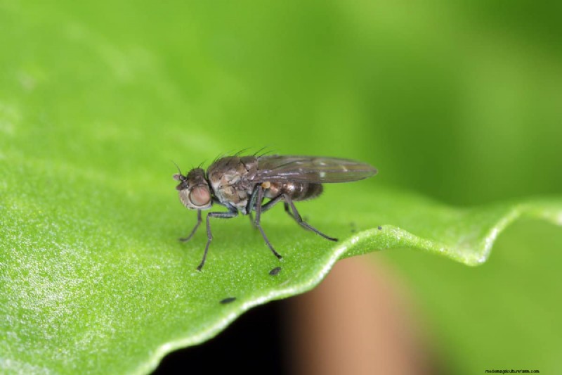 12 Expert‑Backed Tactics for Eradicating Winter Fungus Gnats