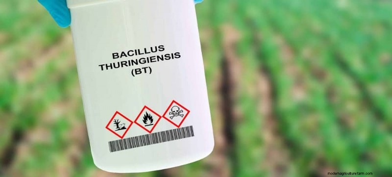 12 Expert‑Backed Tactics for Eradicating Winter Fungus Gnats