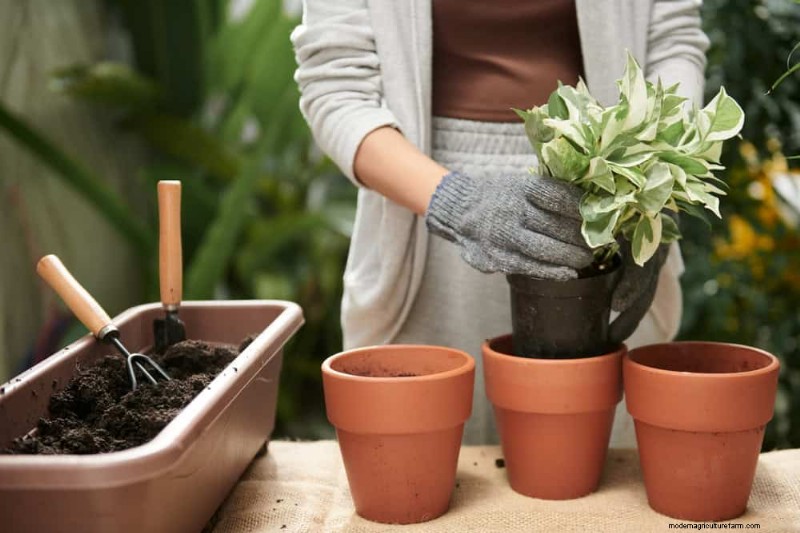 12 Expert‑Backed Tactics for Eradicating Winter Fungus Gnats