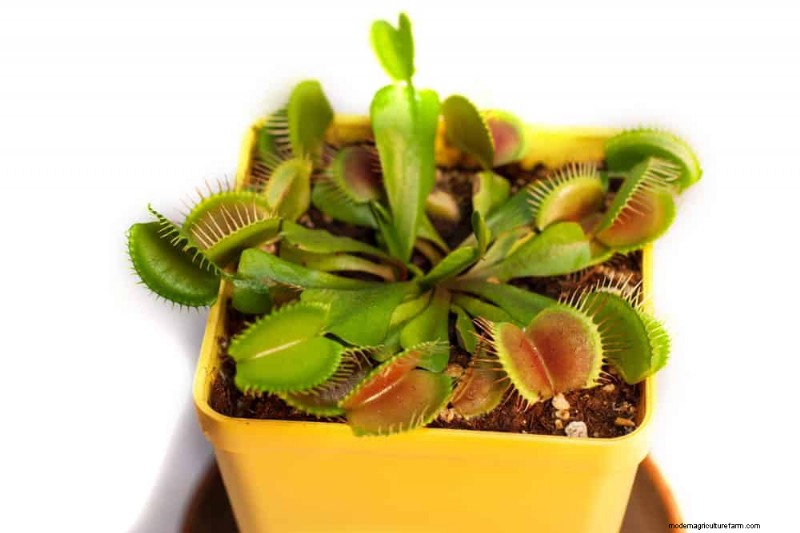 12 Expert‑Backed Tactics for Eradicating Winter Fungus Gnats