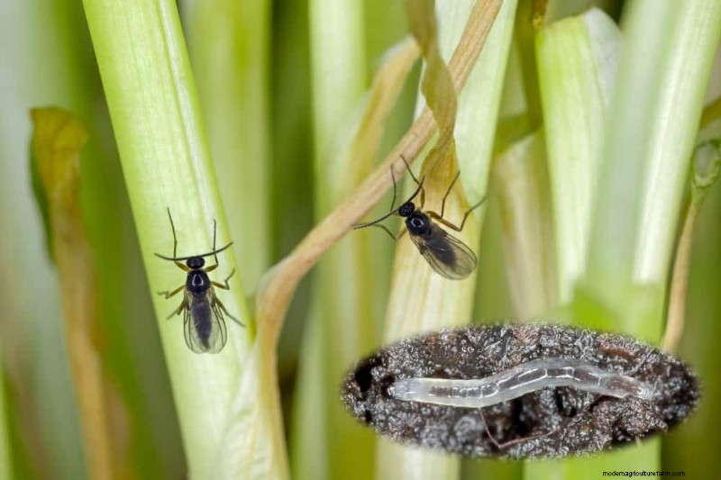 12 Expert‑Backed Tactics for Eradicating Winter Fungus Gnats