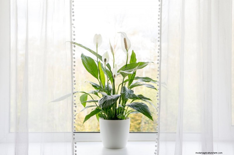 12 Expert‑Backed Tactics for Eradicating Winter Fungus Gnats
