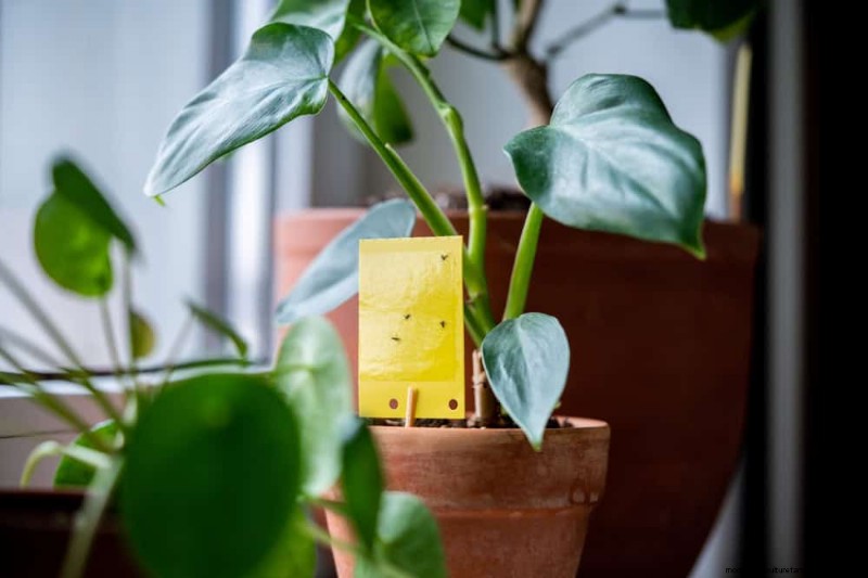12 Expert‑Backed Tactics for Eradicating Winter Fungus Gnats