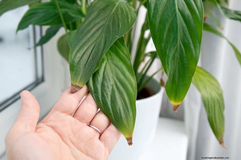16 Proven Ways to Keep Your Plants from Browning in Winter