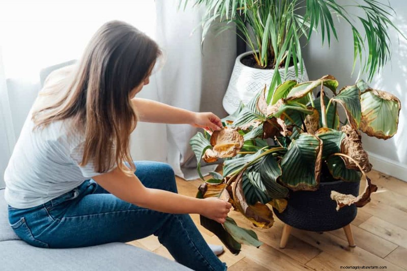 Save Your Dying Calathea: 7 Proven Steps to Revive This Stunning Houseplant