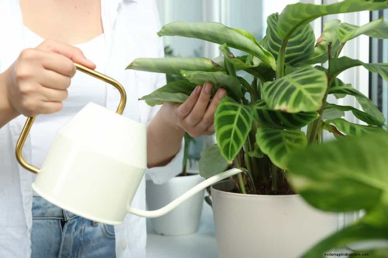 Save Your Dying Calathea: 7 Proven Steps to Revive This Stunning Houseplant