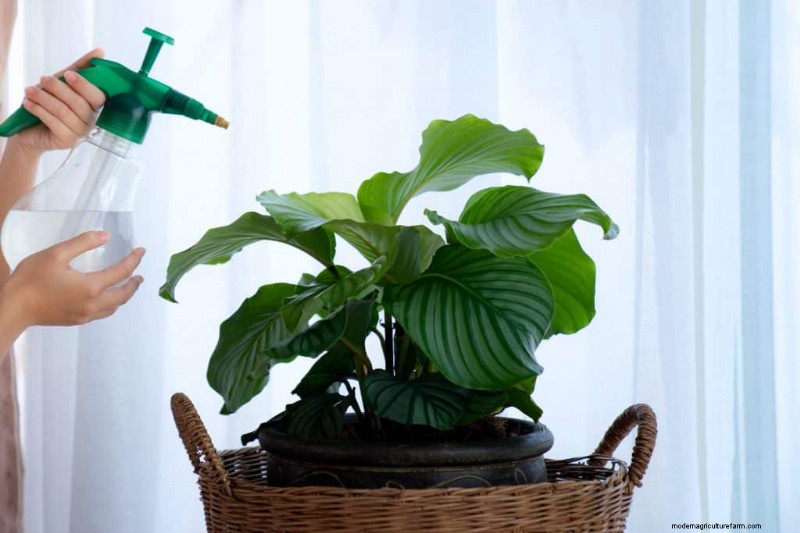Save Your Dying Calathea: 7 Proven Steps to Revive This Stunning Houseplant