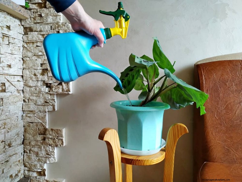Save Your Dying Calathea: 7 Proven Steps to Revive This Stunning Houseplant