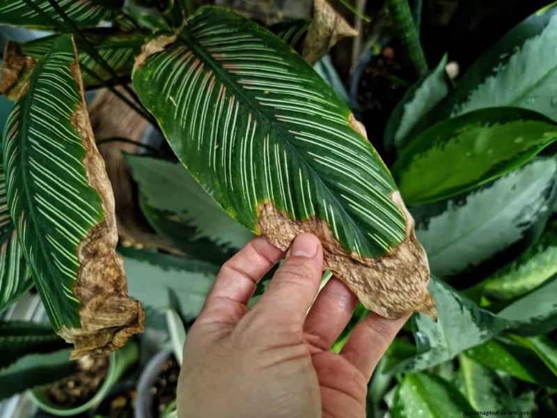 Save Your Dying Calathea: 7 Proven Steps to Revive This Stunning Houseplant