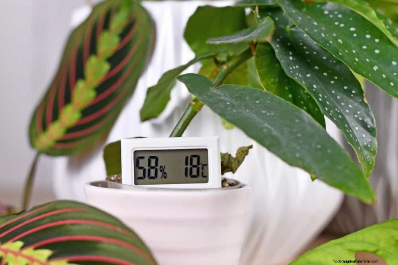 Save Your Dying Calathea: 7 Proven Steps to Revive This Stunning Houseplant