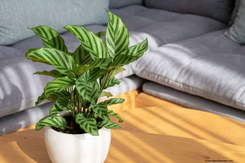 Save Your Dying Calathea: 7 Proven Steps to Revive This Stunning Houseplant