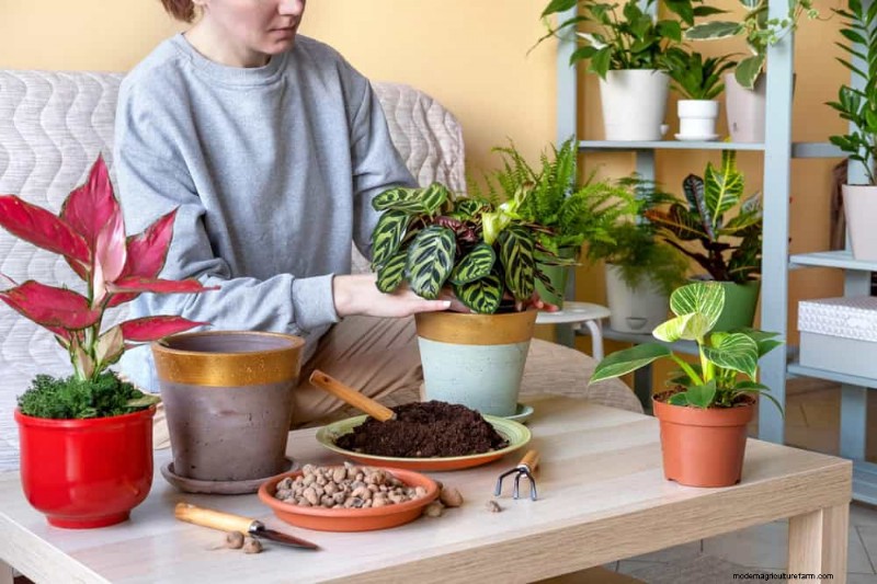 Save Your Dying Calathea: 7 Proven Steps to Revive This Stunning Houseplant