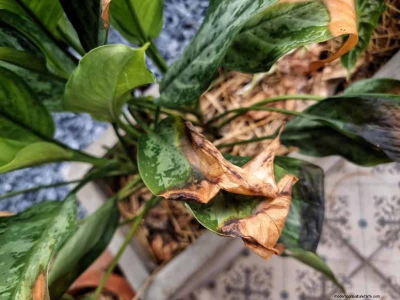 Save Your Dying Calathea: 7 Proven Steps to Revive This Stunning Houseplant