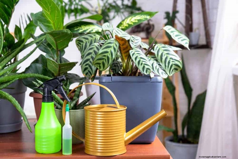 Save Your Dying Calathea: 7 Proven Steps to Revive This Stunning Houseplant