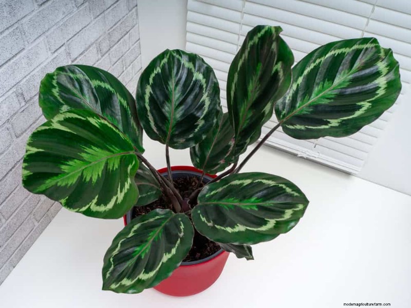 Save Your Dying Calathea: 7 Proven Steps to Revive This Stunning Houseplant