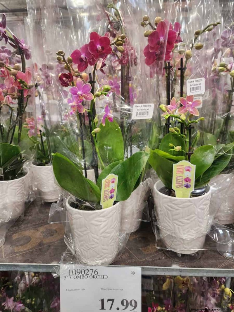 Costco’s 2026 Winter Plant Collection: 10 Must‑Have Finds