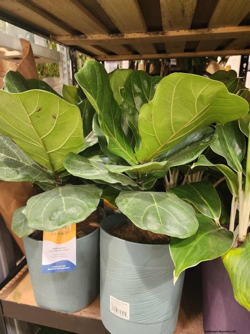 Costco’s 2026 Winter Plant Collection: 10 Must‑Have Finds