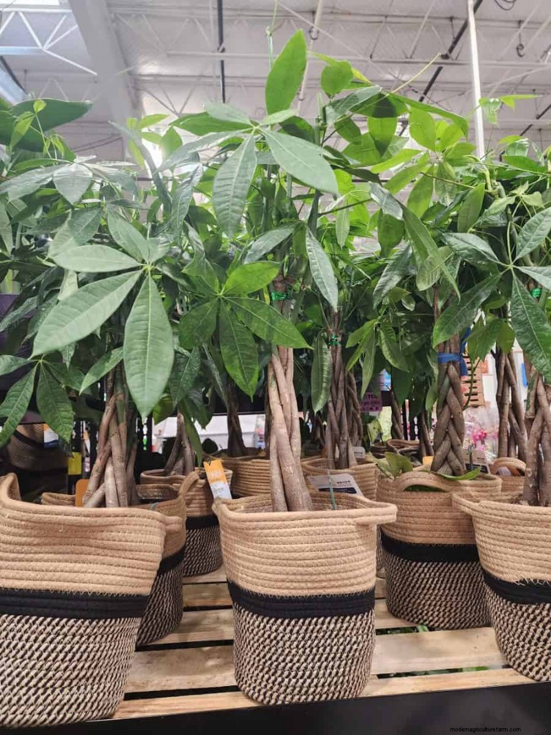 Costco’s 2026 Winter Plant Collection: 10 Must‑Have Finds