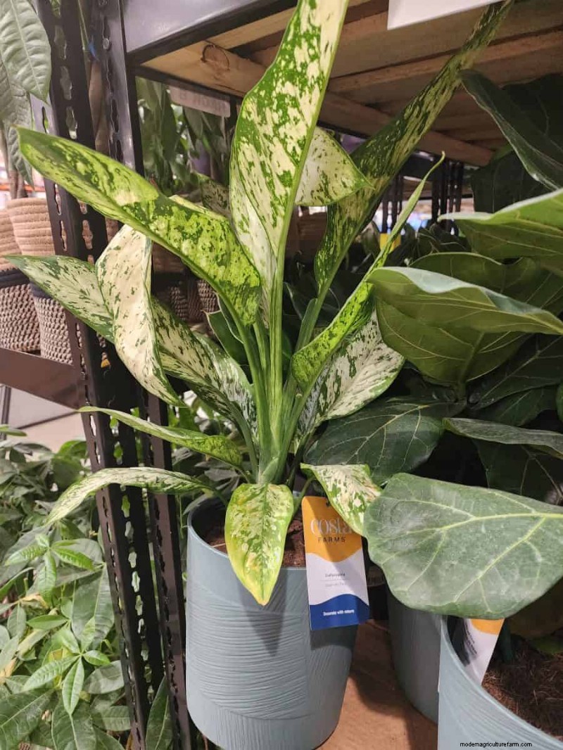 Costco’s 2026 Winter Plant Collection: 10 Must‑Have Finds
