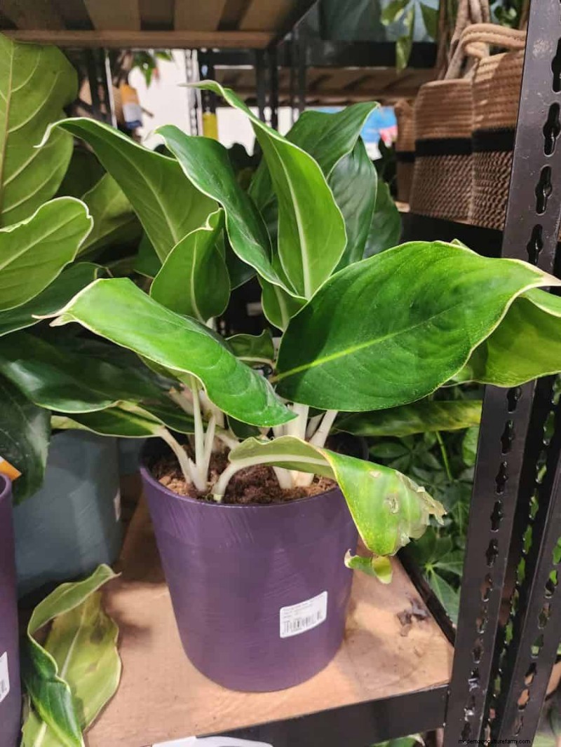 Costco’s 2026 Winter Plant Collection: 10 Must‑Have Finds