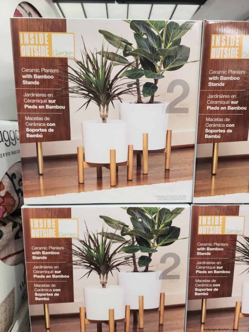 Costco’s 2026 Winter Plant Collection: 10 Must‑Have Finds