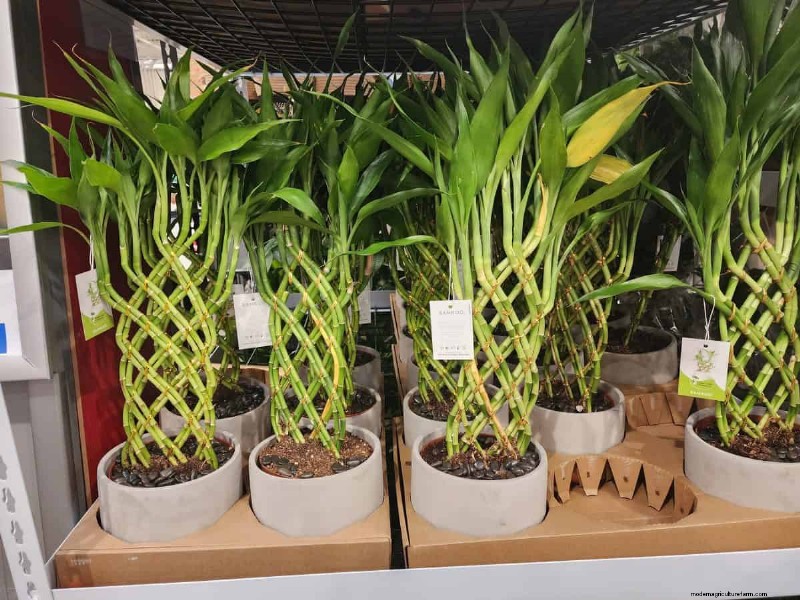 Costco’s 2026 Winter Plant Collection: 10 Must‑Have Finds