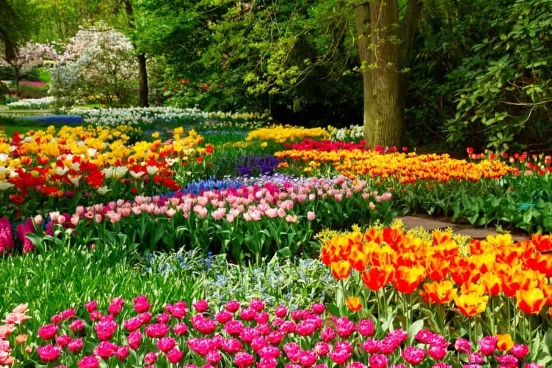 21 Warm-Toned Plants to Plan Your Dream Spring Garden (Landscaper-Approved)