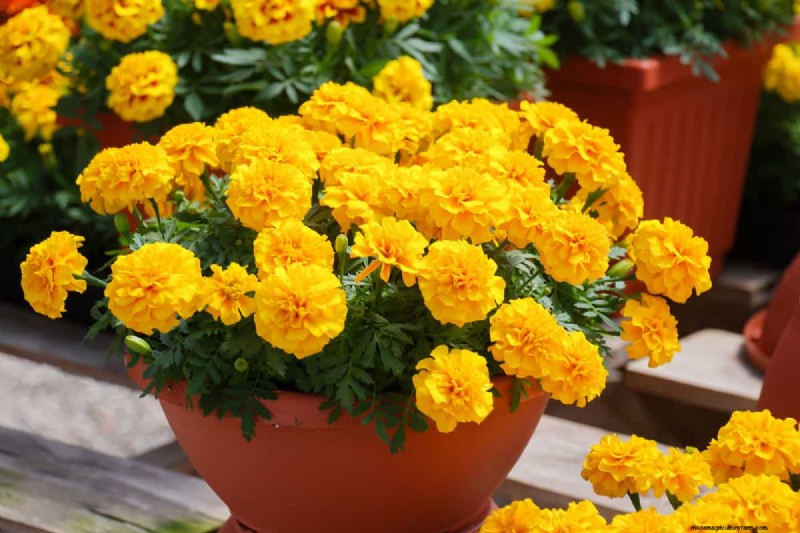 21 Warm-Toned Plants to Plan Your Dream Spring Garden (Landscaper-Approved)