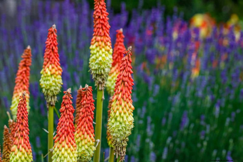 21 Warm-Toned Plants to Plan Your Dream Spring Garden (Landscaper-Approved)