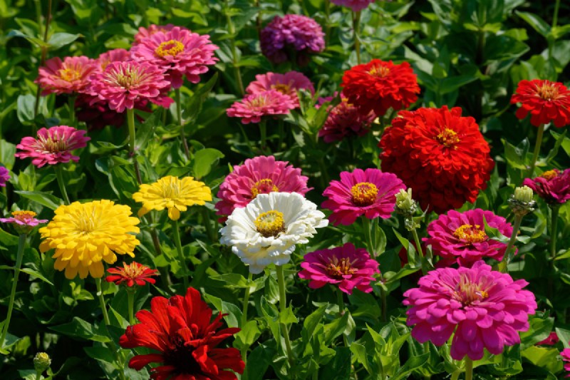 21 Warm-Toned Plants to Plan Your Dream Spring Garden (Landscaper-Approved)