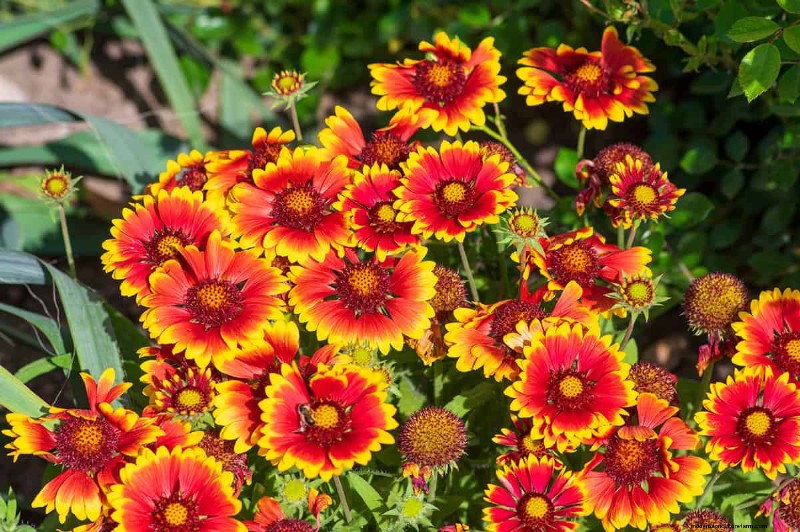 21 Warm-Toned Plants to Plan Your Dream Spring Garden (Landscaper-Approved)