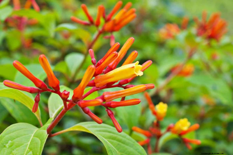 21 Warm-Toned Plants to Plan Your Dream Spring Garden (Landscaper-Approved)