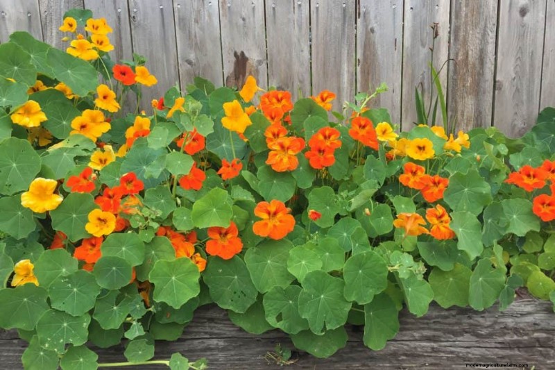 21 Warm-Toned Plants to Plan Your Dream Spring Garden (Landscaper-Approved)