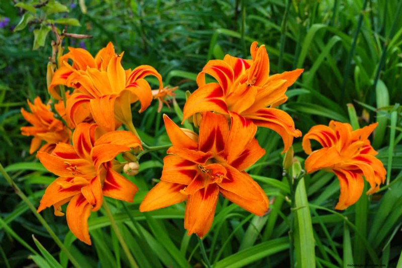 21 Warm-Toned Plants to Plan Your Dream Spring Garden (Landscaper-Approved)