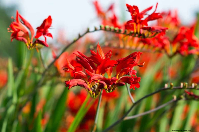 21 Warm-Toned Plants to Plan Your Dream Spring Garden (Landscaper-Approved)