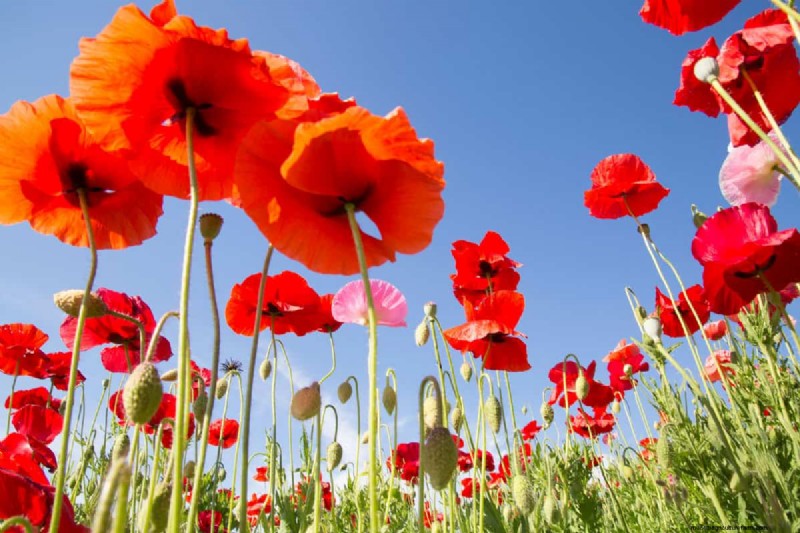 21 Warm-Toned Plants to Plan Your Dream Spring Garden (Landscaper-Approved)