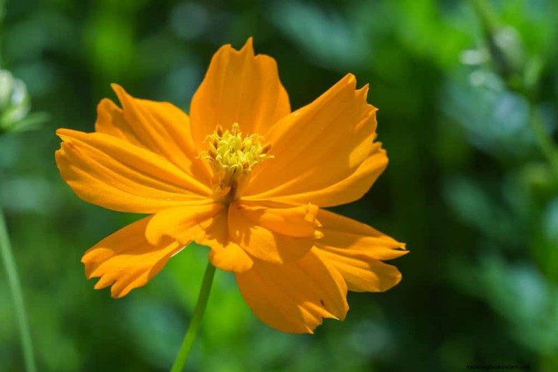 21 Warm-Toned Plants to Plan Your Dream Spring Garden (Landscaper-Approved)