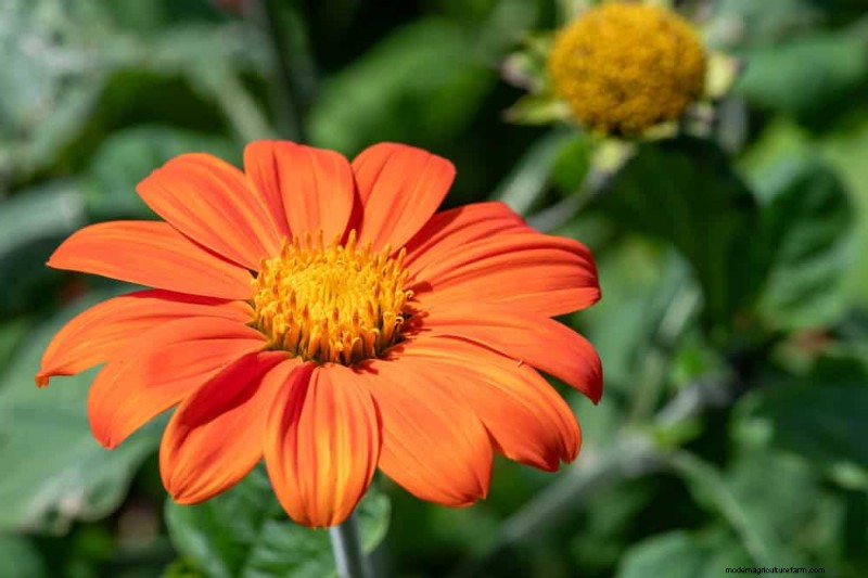 21 Warm-Toned Plants to Plan Your Dream Spring Garden (Landscaper-Approved)