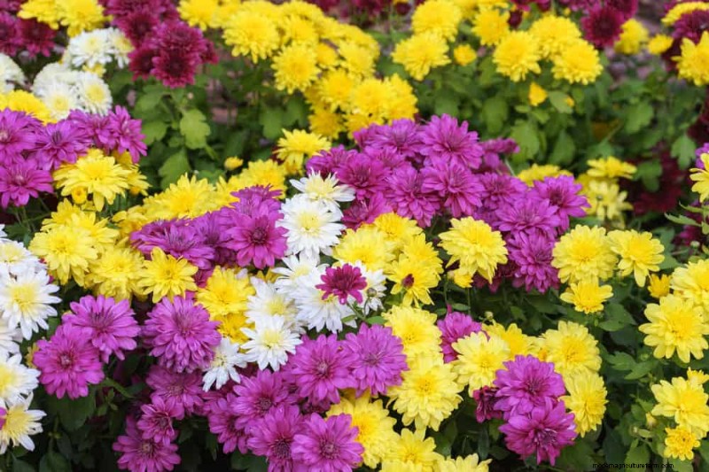 21 Warm-Toned Plants to Plan Your Dream Spring Garden (Landscaper-Approved)