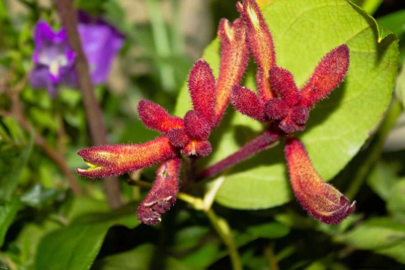 21 Warm-Toned Plants to Plan Your Dream Spring Garden (Landscaper-Approved)