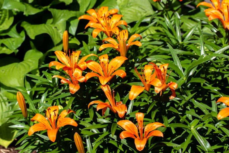 21 Warm-Toned Plants to Plan Your Dream Spring Garden (Landscaper-Approved)