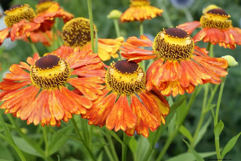 21 Warm-Toned Plants to Plan Your Dream Spring Garden (Landscaper-Approved)